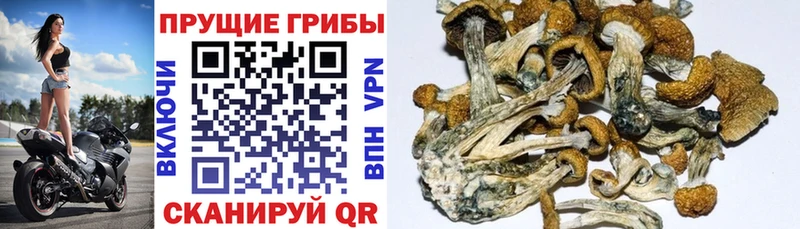 ссылка на мегу как войти  Навашино  Псилоцибиновые грибы Psilocybine cubensis 